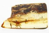 Partial Fossil Daddy Long-Leg in Baltic Amber #352808-1